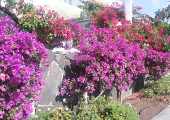 Bild Gran Canaria  Perle im Atlantik Reisebericht