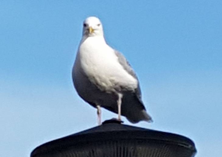 Texel Texel
